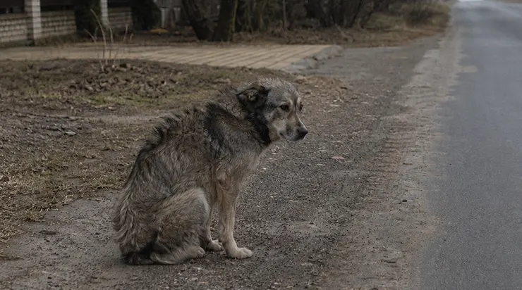Ils sont partis dans la brume de novembre, emportant tout sauf un chien de huit ans