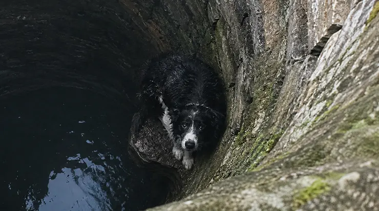 Il est descendu dans un vieux puits aux planches pourries pour sauver un chien qu&rsquo;il n&rsquo;avait jamais vu