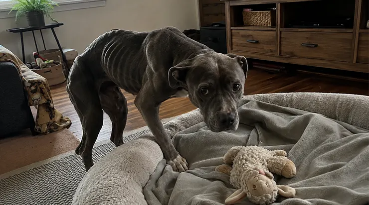 Je lui ai montré le panier moelleux et j&rsquo;ai dit « C&rsquo;est à toi » : après dix ans enchaîné, ce chien ne savait plus comment réagir