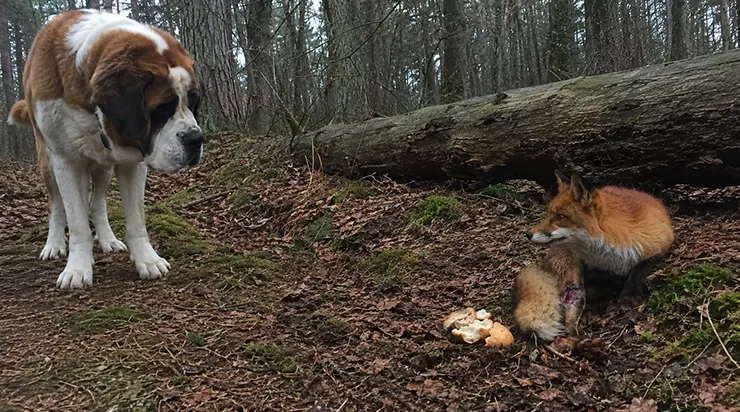 Je pensais que mon chien cachait sa nourriture, jusqu&rsquo;à ce que je le suive dans la forêt et que je découvre qu&rsquo;il nourrissait en secret un renard sauvage qui, sans lui, n&rsquo;aurait jamais survécu