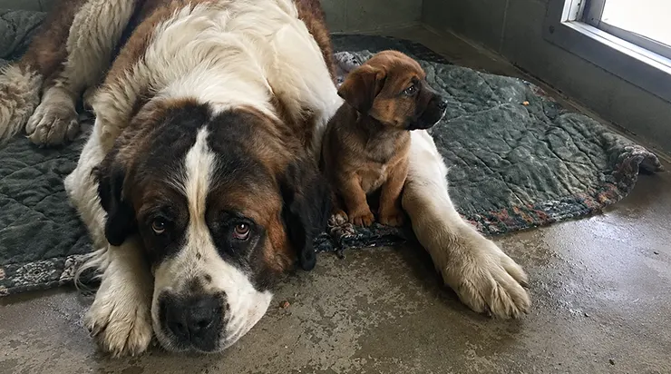 Il s&rsquo;était battu toute la nuit contre des loups pour un chiot qui n&rsquo;était même pas le sien