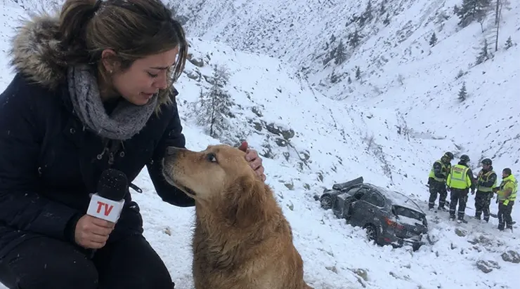 Sur une route de montagne verglacée, en pleine tempête de neige, un chien a passé toute la nuit à couvrir de son corps un enfant de cinq ans
