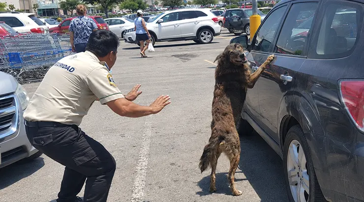 C&rsquo;était un chien errant qui aboyait frénétiquement contre la vitre d&rsquo;un SUV garé