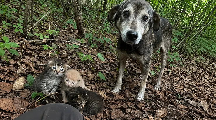 Pendant quatre jours, il a couru de la forêt jusqu&rsquo;à notre poste, et ce n&rsquo;est que le quatrième jour que nous avons compris que ce chien épuisé demandait de l&rsquo;aide pour des chatons
