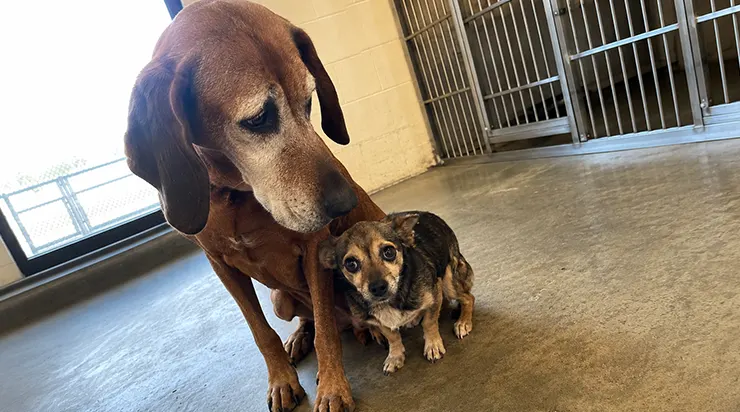 J&rsquo;étais venue au refuge pour adopter un seul chien, mais Duke, un chien de chasse de sept ans, a refusé de franchir la porte sans la petite chienne tremblante qui l&rsquo;attendait