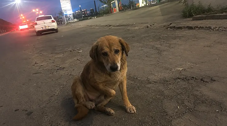 Chaque matin, il s&rsquo;asseyait à l&rsquo;entrée de la station-service et regardait la route par laquelle, autrefois, arrivait la seule personne qu&rsquo;il ait jamais attendue
