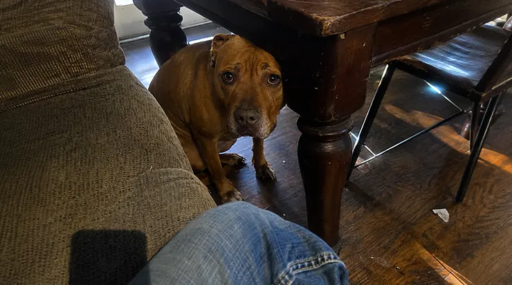 Il avait passé neuf ans à ne connaître que la douleur, et quand nous l&rsquo;avons ramené à la maison, il a disparu sous la table