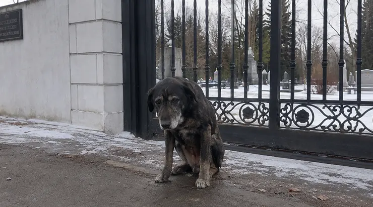 Il est resté assis devant la grille du cimetière pendant trois mois, et jamais, pas une seule fois, il n&rsquo;a regardé ceux qui entraient