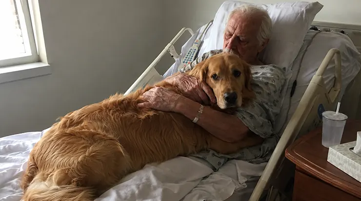 Les médecins ne savaient plus quoi faire, jusqu&rsquo;à ce qu&rsquo;une infirmière propose une chose inhabituelle : laisser le golden retriever entrer à l&rsquo;hôpital