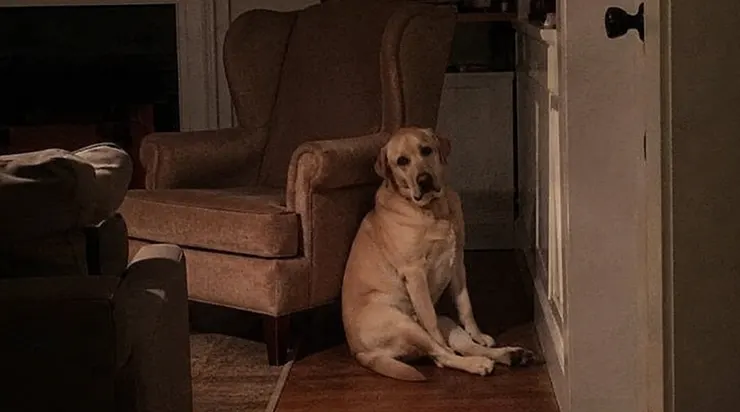 Après les funérailles, notre labrador refusait de quitter le fauteuil de mon mari, et puis j’ai découvert que ma fille aussi y passait ses nuits
