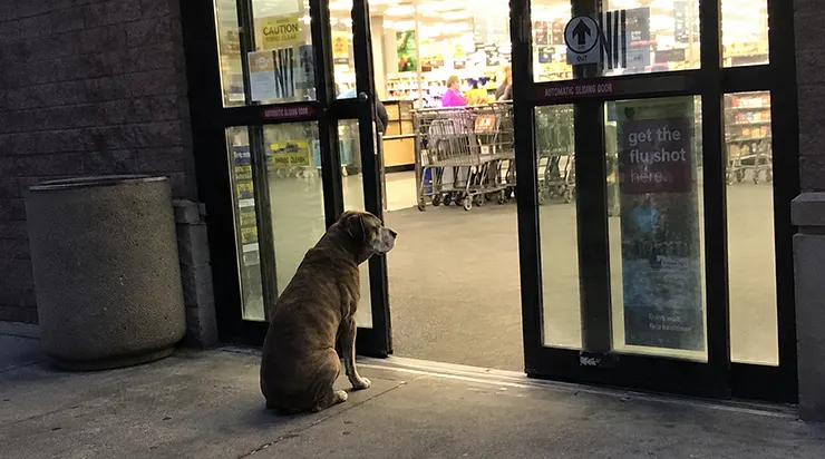 Chaque soir, à six heures, un vieux pitbull vient s&rsquo;asseoir devant les portes vitrées du supermarché, et dans ses yeux il y a une attente qui me brise le cœur chaque fois que je la vois