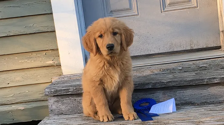 Ma mère n&rsquo;avait pas ouvert sa porte depuis six mois. À l&rsquo;aube, j&rsquo;ai déposé un petit chiot doré sur le seuil en priant pour qu&rsquo;il réussisse là où nous avions tous échoué