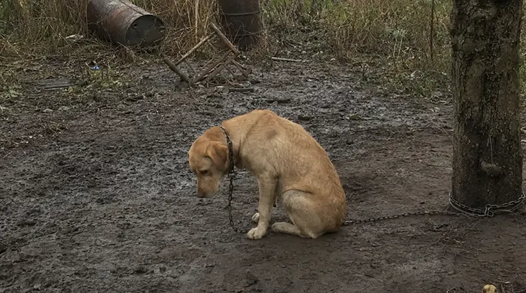 Je n&rsquo;avais pas prévu d&rsquo;adopter un chien, mais elle vivait juste à côté de ma nouvelle maison, dans la boue d&rsquo;une cour abandonnée, et pendant deux ans personne ne l&rsquo;avait touchée