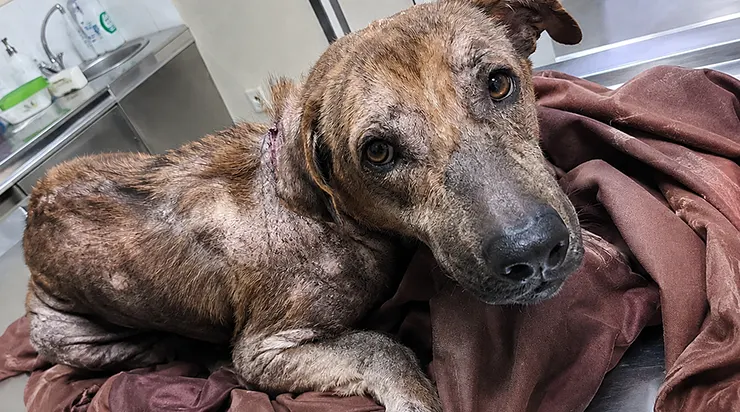 Il a vécu trois ans dans une cabane abandonnée, sans jamais voir la lumière du soleil