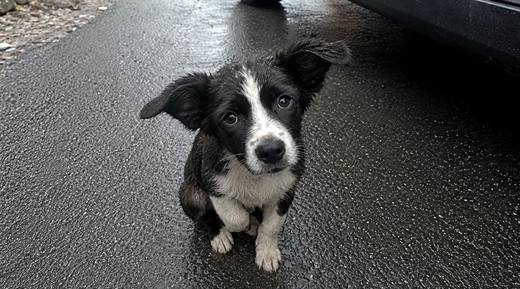 Elle n&rsquo;était qu&rsquo;une poignée de fourrure trempée qui courait entre les roues des voitures en pleurant comme si le monde entier l&rsquo;avait abandonnée