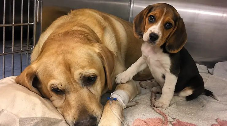 Le labrador de douze ans savait que son temps touchait à sa fin, mais avant de partir, il avait une dernière leçon à transmettre