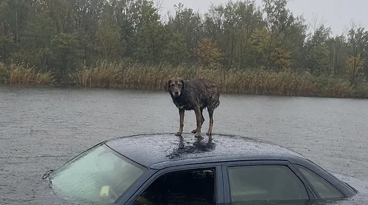 Quand nous nous sommes approchés de la voiture en train de sombrer, le chien n&rsquo;a pas cherché à être sauvé : il aboyait vers la rive, et nous n&rsquo;avons compris que plus tard qu&rsquo;il était déjà un héros