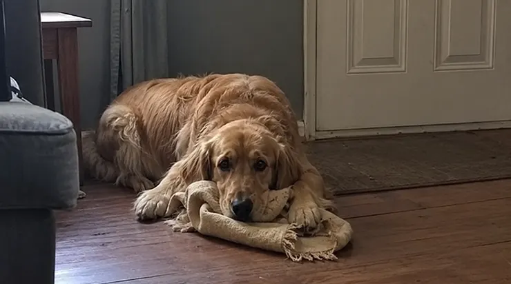 Quand le chien aîné de la famille fut transporté d&rsquo;urgence à la clinique, Charlie cessa de manger, de jouer et de courir