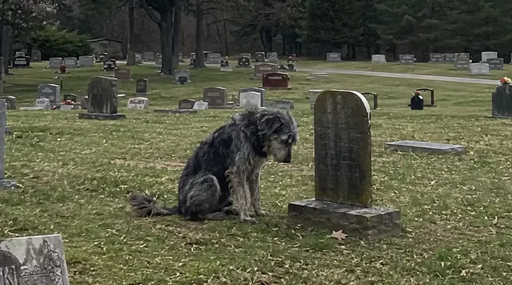 Trois jours seulement, trois sandwichs et une bouteille d&rsquo;eau : voilà ce qu&rsquo;il a fallu pour qu&rsquo;un chien errant décide d&rsquo;attendre toute sa vie un homme qui ne reviendrait jamais