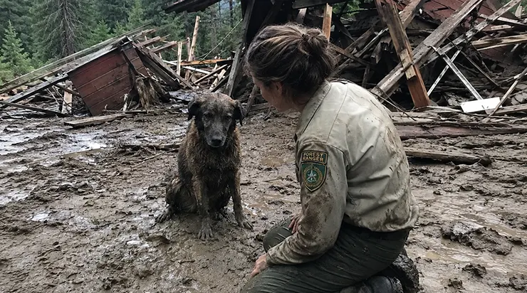 L&rsquo;inondation avait tout dévasté, et quand j&rsquo;ai rampé sous l&rsquo;entrepôt effondré, j&rsquo;ai trouvé une chienne qui, pendant deux jours, avait protégé ses petits de son propre corps, refusant de fuir sans eux