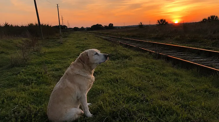 Mon labrador aveugle se rendait chaque jour au passage à niveau abandonné : un drame oublié dans les archives a révélé pourquoi il revenait sans cesse au même endroit