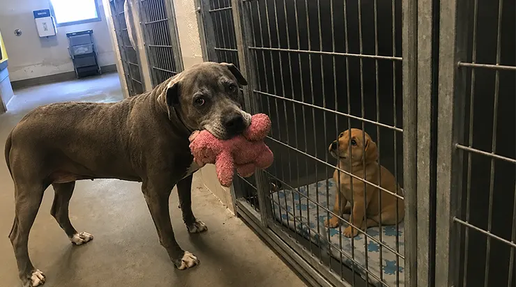 Chaque fois qu’un nouveau chiot tremblant arrivait au refuge, Bruno prenait son seul jouet et le déposait devant le petit