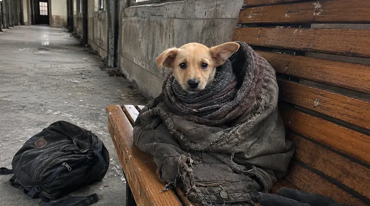 Dans une gare glacée, lorsque j&rsquo;ai trouvé le sans-abri, il avait déjà quitté ce monde, mais sous son manteau usé, un petit chiot dormait – chaud, vivant, et en sécurité
