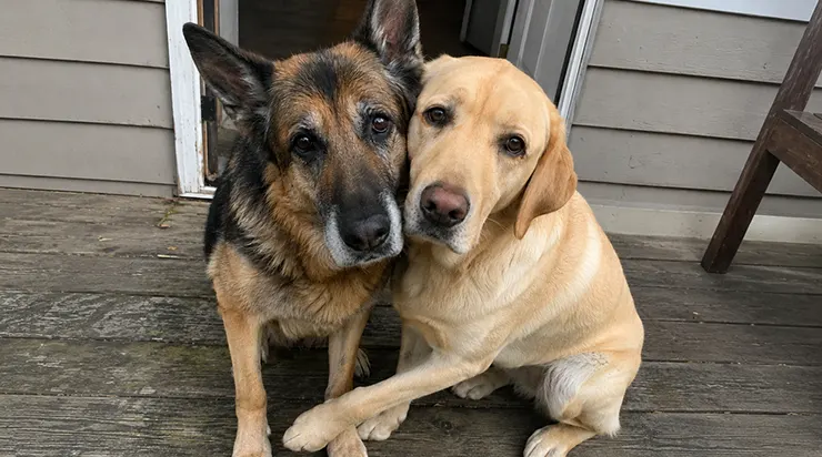 Quand ma vieille berger allemand est tombée malade, Rocky, notre autre chien, a refusé de s&rsquo;alimenter pendant cinq jours
