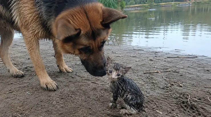 Il avait détesté les chats toute sa vie, mais ce matin brumeux d&rsquo;août, il s&rsquo;est jeté dans le lac et a nagé vers le large pour sauver un minuscule chaton que je n&rsquo;avais même pas aperçu
