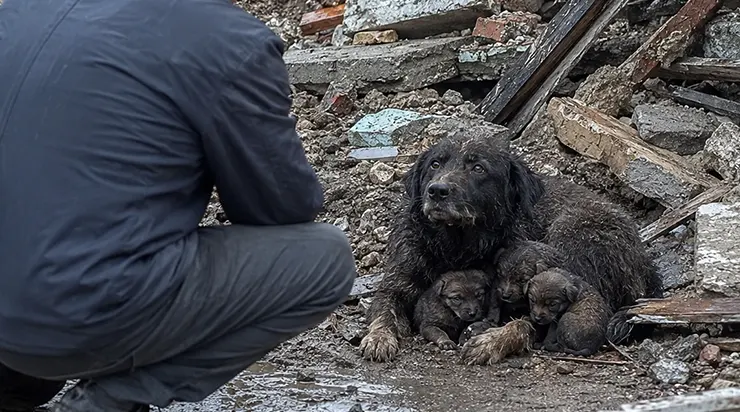 Pendant six ans, il avait vécu affamé et rejeté, mais quand la catastrophe a frappé, ce même chien a protégé trois chiots de son propre corps durant deux jours