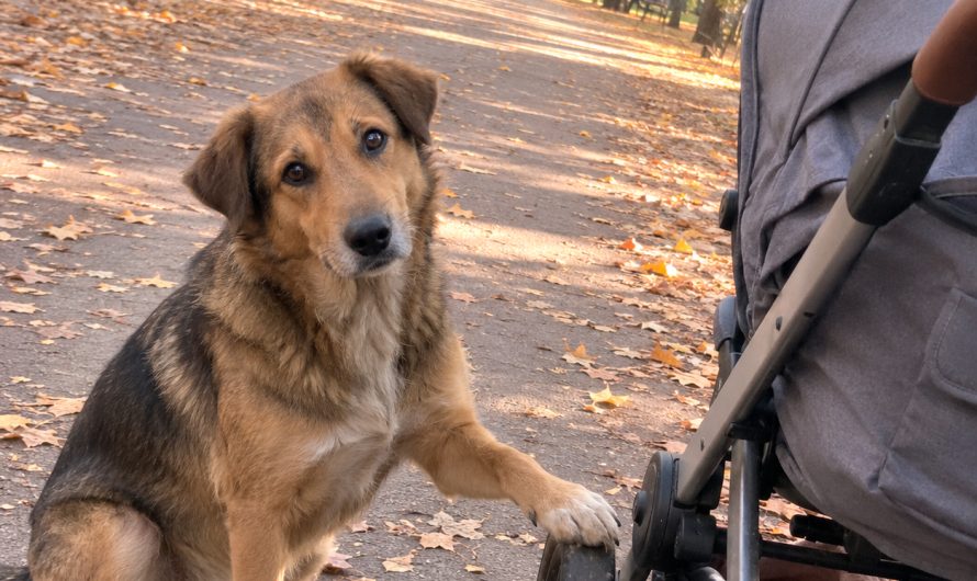Il s&rsquo;est planté devant la poussette avec une obstination désarmante, refusant de bouger, et j&rsquo;ignorais qu&rsquo;à cet instant précis, tout mon univers tenait à l&rsquo;entêtement d&rsquo;un chien errant