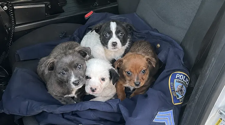 Par une aube glaciale de janvier, j’ai ouvert la porte d’un entrepôt abandonné et j’ai trouvé quatre chiots qui n’avaient survécu que grâce à la chaleur les uns des autres