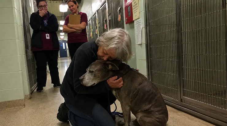 Les employés du refuge avaient déjà appelé le fourgon pour l’emmener dans cet « endroit tranquille », mais le destin avait d’autres projets pour ce vieux pitbull