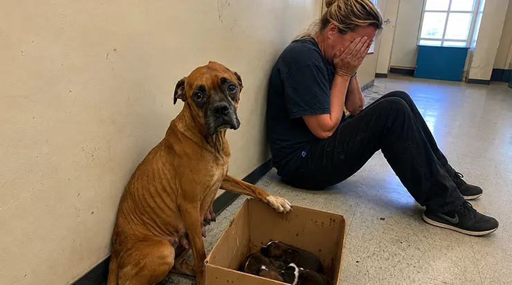 Elle avait perdu ses chiots et s&rsquo;éloignait doucement de la vie, mais lorsque les faibles cris de trois chiots orphelins parvinrent à ses oreilles, elle se leva