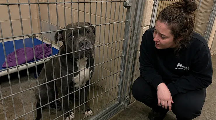 Le chien le plus silencieux du refuge a pleuré trois nuits de suite, et quand nous avons vérifié les caméras, nous avons compris qu&rsquo;il avait vu la seule personne qui l&rsquo;avait jamais aimé