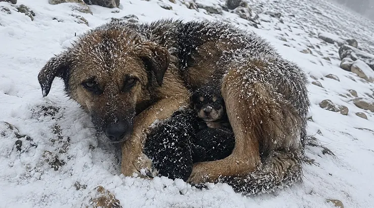 À 2 580 mètres d&rsquo;altitude, sur un sentier de montagne enneigé, une chienne protégeait de la chaleur de son corps trois chiots nouveau-nés