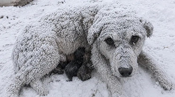 Je l&rsquo;ai entendue avant de la voir : un son que l&rsquo;on ressentait plus qu&rsquo;on ne l&rsquo;entendait, comme si la montagne elle-même soupirait sous la neige