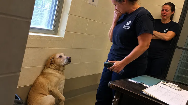 Quand nous avons scanné la puce du chien perdu et que j’ai prononcé le nom de son maître à voix haute, il s’est mis à pleurer