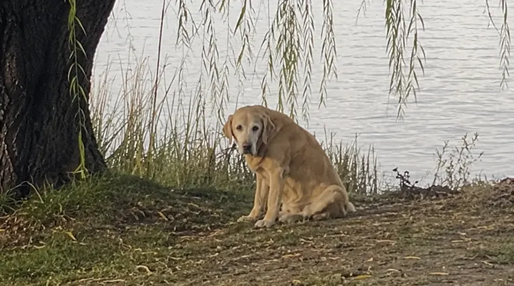 J&rsquo;ai vu la portière s&rsquo;ouvrir de l&rsquo;intérieur, le chien descendre sur le chemin de gravier, et la voiture repartir sans un regard en arrière