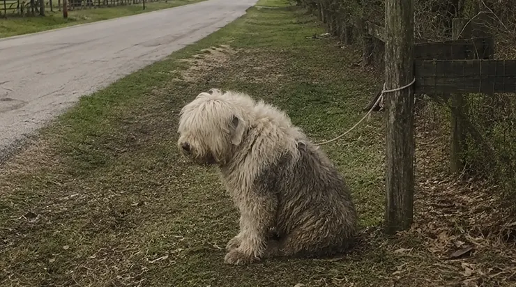 Je pleurais pour un chien abandonné par un matin froid, et je ne savais pas que dans ces larmes allait naître la plus belle amitié que j&rsquo;aie jamais connue