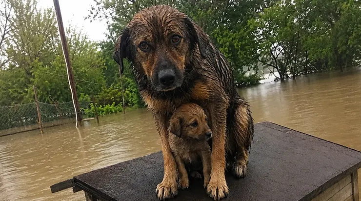 Ma chienne Luna est restée près de sa niche avec ses trois petits — deux ont été emportés par le courant, mais elle a refusé de lâcher le dernier