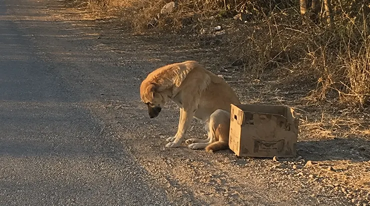 Elle avait parcouru près d’un mile, épuisée, affamée, poussant un carton de son museau pour trouver quelqu’un qui lui viendrait en aide