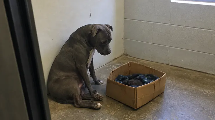 Après avoir perdu ses six chiots, elle ne voulait plus vivre – mais le destin a mis sur son chemin un tout petit être qui n’avait besoin que de l’amour d’une mère
