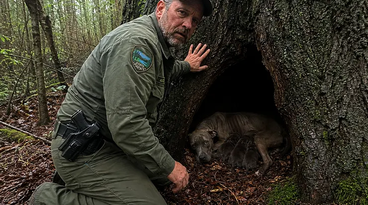 Son maître ne lui avait donné que de la douleur, mais à l&rsquo;approche de la mise bas, elle s&rsquo;enfuit dans la forêt pour trouver un refuge où ses petits seraient en sécurité