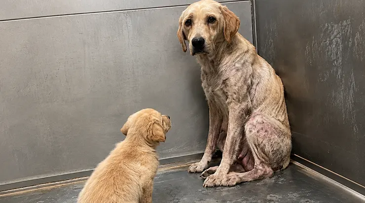 La mère labrador arpentait la cage vide, reniflant les endroits où ses petits avaient dormi, tandis que le dernier chiot la suivait en silence