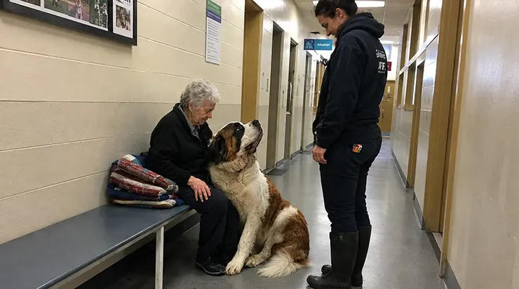 Pendant deux ans, ce chien immense a accueilli chaque visiteur avec un jouet, espérant que quelqu&rsquo;un finirait par l’emmener chez lui