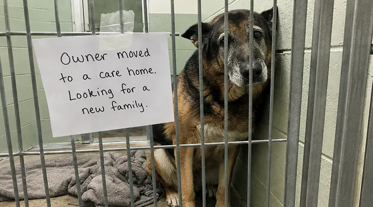 Sur la cage, il était simplement écrit « Le propriétaire a été transféré en maison de retraite », et j&rsquo;ai appris que ce chien attendait encore d&rsquo;être utile à quelqu&rsquo;un