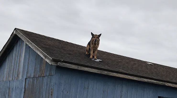 Le drone de secours a repéré le chien sur le toit de la vieille grange, et son regard disait bien plus que n&rsquo;importe quel signal n&rsquo;aurait pu transmettre