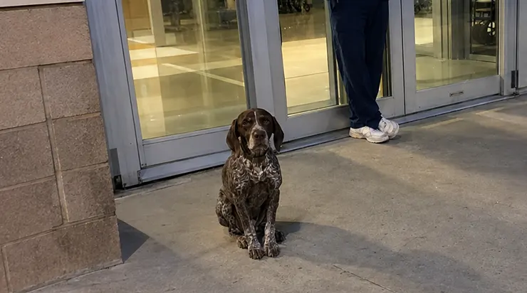 Pendant neuf jours, un chien est resté assis devant les portes vitrées de notre service des urgences