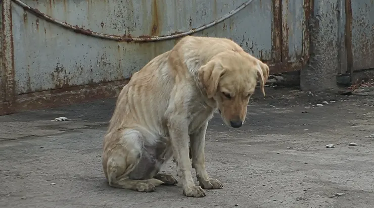 L&rsquo;usine a fermé, le propriétaire est parti, mais ce chien est resté chaque jour pendant deux ans devant les grilles, attendant un homme qui ne reviendrait jamais